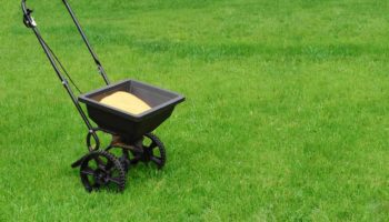 spread fertilizer to fertilize lawn